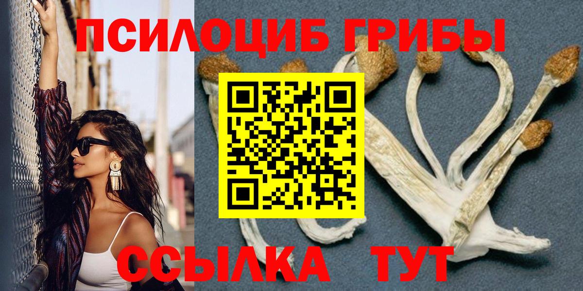 сколько стоит  Вход с VPN  Красный Сулин  Псилоцибиновые грибы Cubensis 